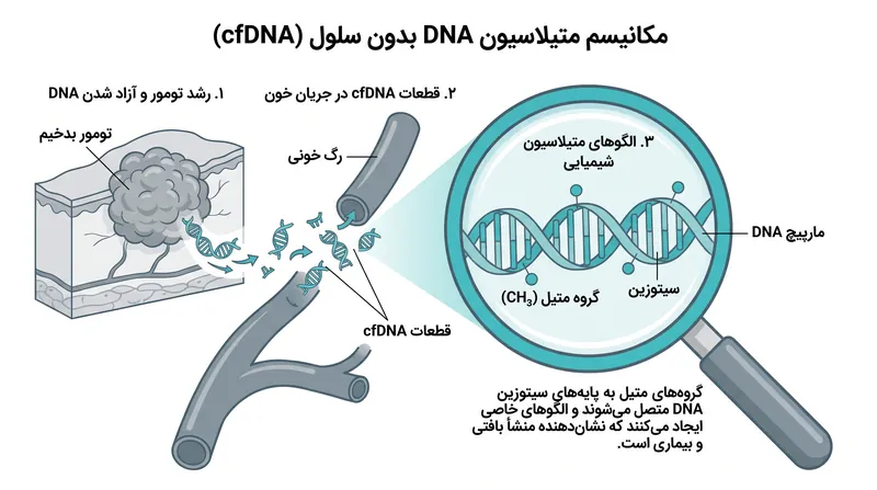 نحوه عملکرد: این آزمایش با تحلیل الگوهای متیلاسیون غیرطبیعی روی DNA بدون سلول که توسط تومورها منتشر شده، سرطان را تشخیص می‌دهد.