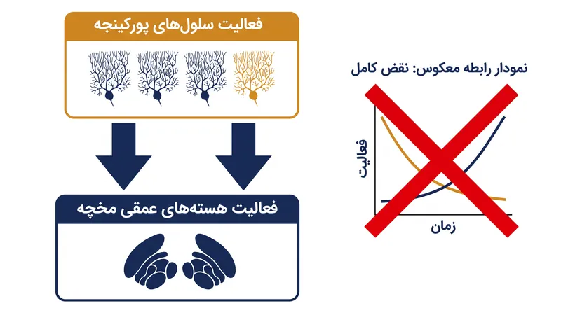 این فرض چند دهه‌ای که فعالیت سلول‌های پورکینجه به طور معکوس فعالیت هسته‌های عمقی را پیش‌بینی می‌کند، در حالت‌های بیماری کاملاً نقض می‌شود.