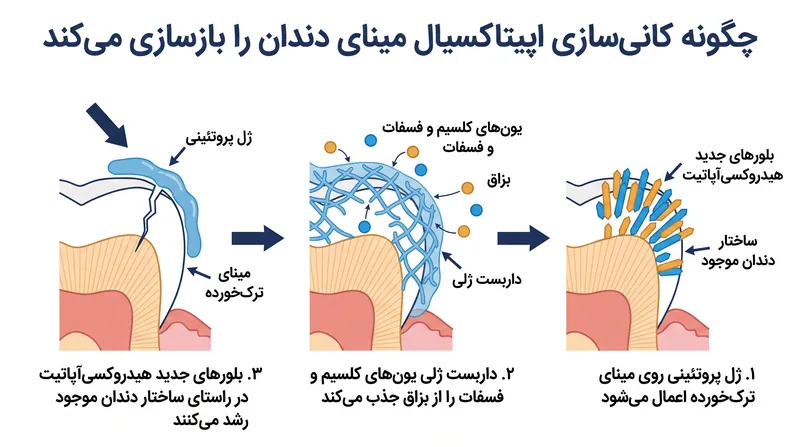 ژل به عنوان یک داربست زیست‌الگو عمل می‌کند و مواد معدنی را از بزاق جذب می‌کند تا بلورهای جدید مینای دندان رشد کنند.