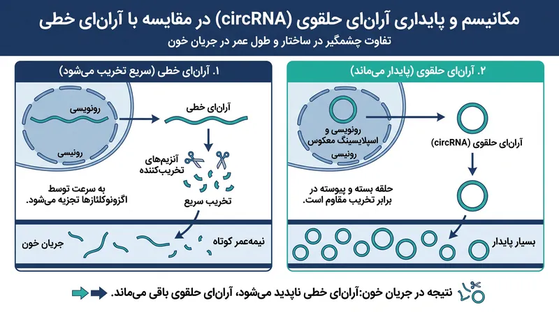 برخلاف آران‌ای خطی، ساختار حلقه بسته آران‌ای حلقوی از تخریب سریع آن جلوگیری می‌کند و آن را به یک زیست‌نشانگر خونی ایده‌آل تبدیل می‌کند.