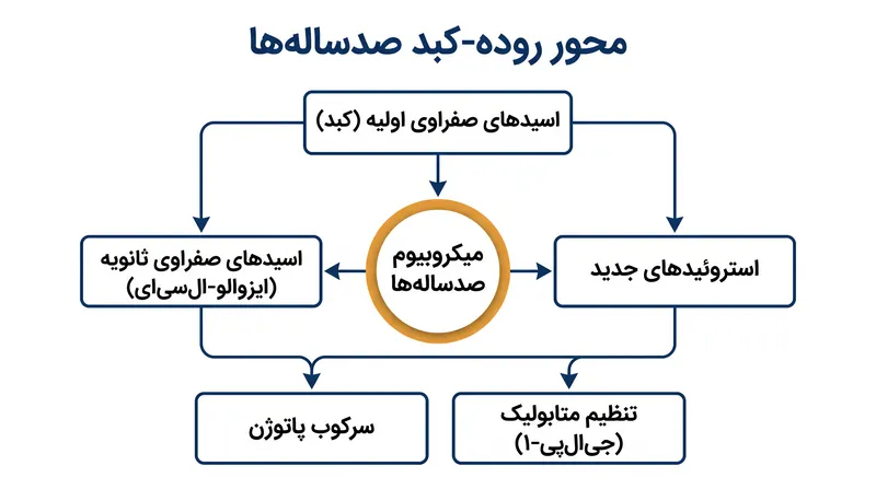 چگونه باکتری‌های خاص روده در افراد صدساله، اسیدهای گوارشی استاندارد را به مولکول‌های سیگنالینگ قدرتمند و ارتقاء دهنده سلامت تبدیل می‌کنند.