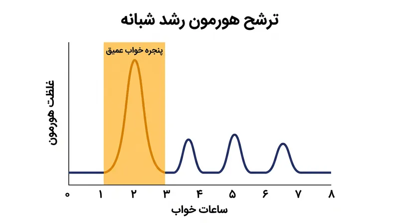 اکثریت قریب به اتفاق هورمون رشد روزانه بدن در یک جهش عظیم واحد، اندکی پس از به خواب رفتن، ترشح می‌شود.