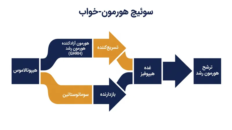 مغز برای تنظیم ترشح شبانه هورمون رشد، از دو هورمون پپتیدی متقابل استفاده می‌کند.