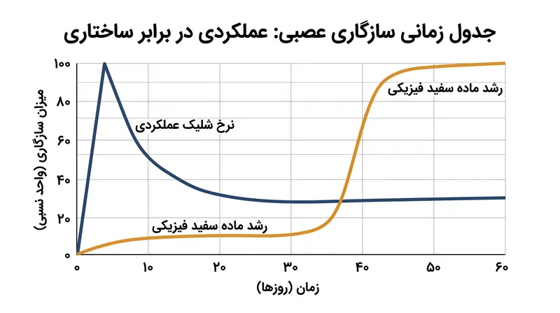 داده‌ها نشان می‌دهند که فعالیت عملکردی چندین هفته زودتر از رشد ساختاری فیزیکی آغاز می‌شود.