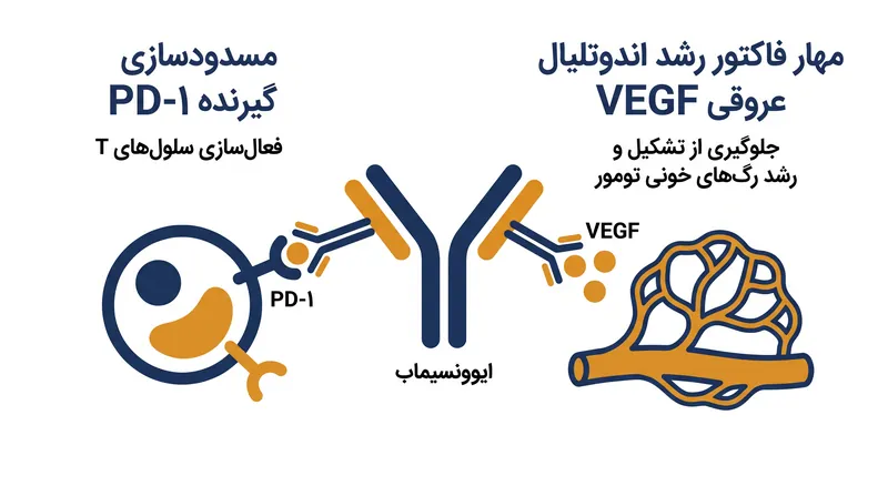 چگونه یک آنتی‌بادی دو اختصاصی به طور همزمان دو مکانیسم مجزای بقای سرطان را هدف قرار می‌دهد.