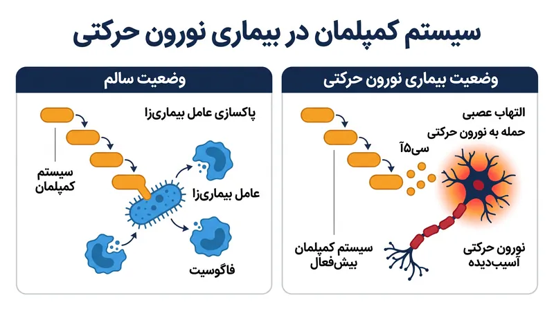 در بیماری نورون حرکتی، آبشار کمپلمان سیستم ایمنی سرکش شده و فعالانه به نورون‌های حرکتی حمله می‌کند.