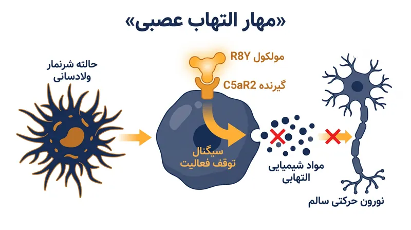 داروی R8Y با فعال‌سازی گیرنده C5aR2، به سیستم ایمنی دستور می‌دهد که فعالیت خود را متوقف کند و به این ترتیب نورون‌های حرکتی باقی‌مانده را حفظ می‌کند.