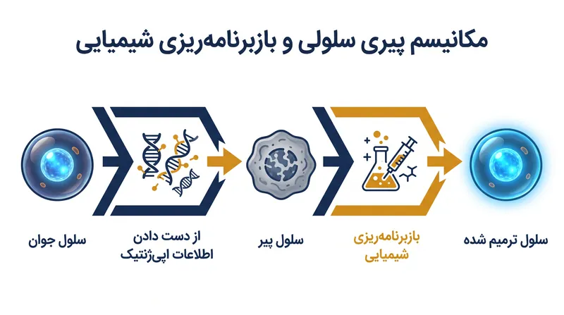 چگونه کوکتل‌های شیمیایی اپی‌ژنوم را ترمیم کرده و پیری سلولی را معکوس می‌کنند.