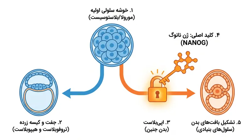 محققان با حذف ژن نانوگ، تأیید کردند که این ژن «کلید اصلی» حیاتی مورد نیاز برای تشکیل بدن انسان در جنین است.