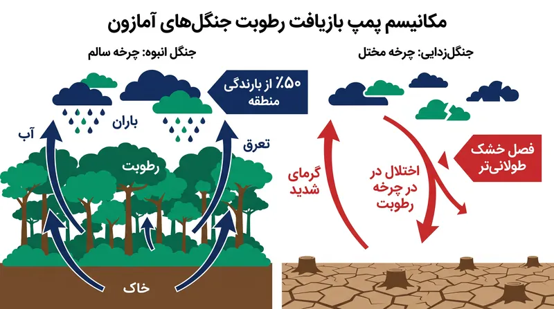 آمازون تا نیمی از بارندگی خود را تولید می‌کند. جنگل‌زدایی و گرما این سیستم حیاتی بازیافت رطوبت را مختل می‌کنند.