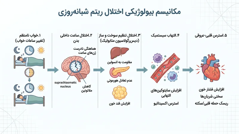 چگونه تغییر ساعات خواب، ساعت داخلی بدن را مختل کرده و باعث التهاب سیستمیک می‌شود.