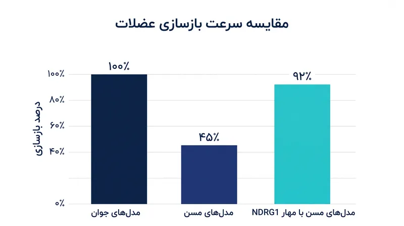 مهار NDRG1 در مدل‌های مسن، سرعت بازسازی عضلات را تقریباً به سطح جوانی بازگرداند.