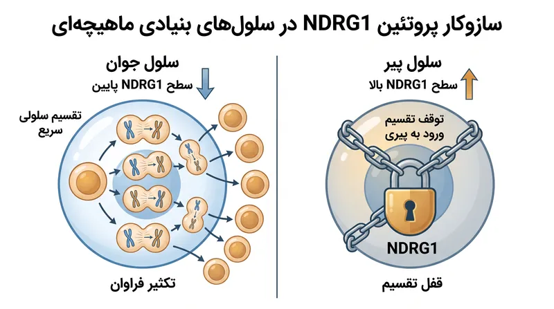 نحوه عملکرد پروتئین NDRG1 به عنوان ترمز بیولوژیکی در تکثیر سلول‌های بنیادی ماهیچه‌ای.