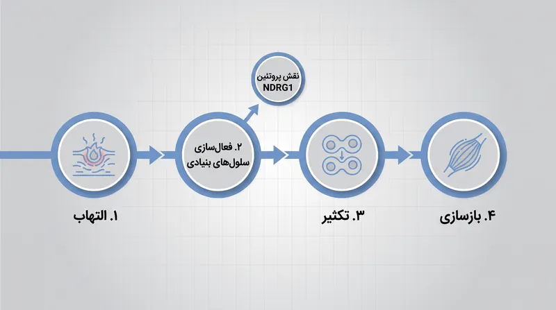 مراحل ترمیم عضله، با تأکید بر نقطه‌ای که پروتئین NDRG1 روند آبشار ترمیم را قطع می‌کند.