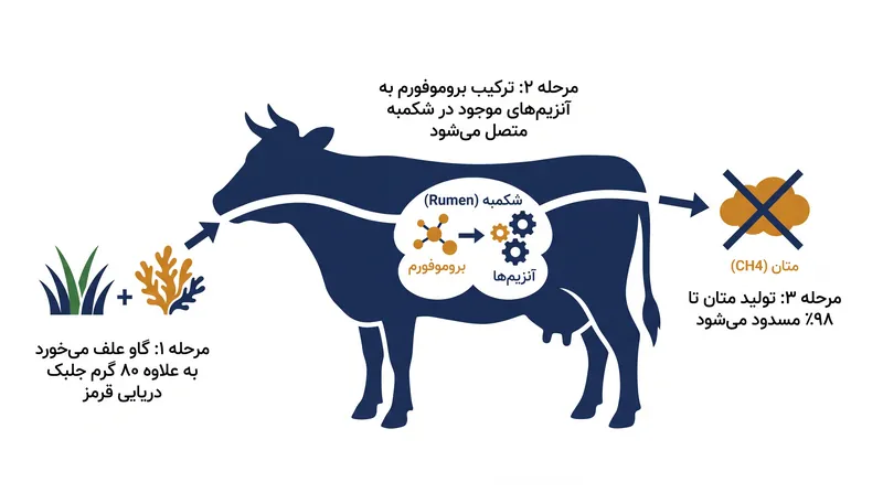 چگونه بروموفورم فرآیند متان‌زایی را در طول تخمیر روده‌ای مختل می‌کند.
