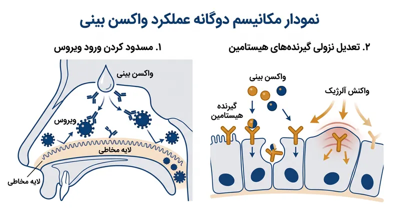 تعدیل‌کننده ایمنی اختصاصی واکسن، بدن را آموزش می‌دهد تا به ویروس‌ها حمله کند در حالی که آلرژن‌های محیطی بی‌ضرر را نادیده می‌گیرد.