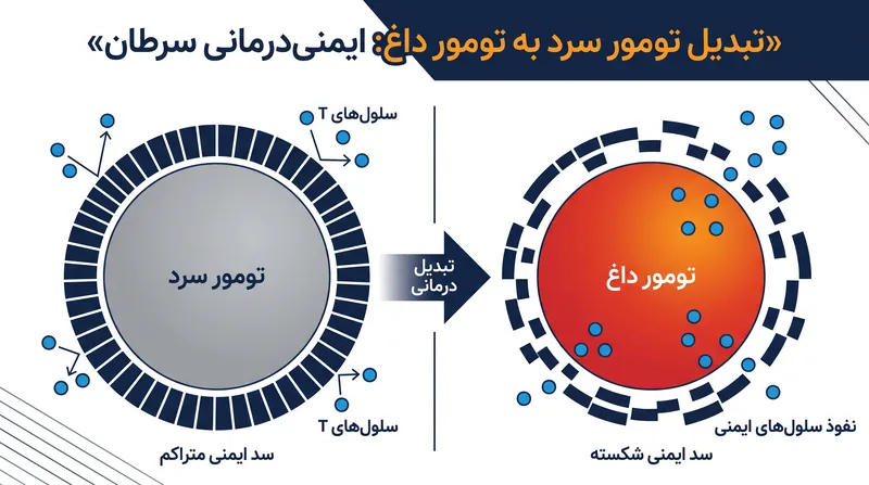 این درمان نوین از یک آنتی‌بادی تقویت‌شده با Fc استفاده می‌کند تا ریزمحیط متراکم تومور را تجزیه کند و به سلول‌های T اجازه دهد نفوذ کرده و حمله کنند.