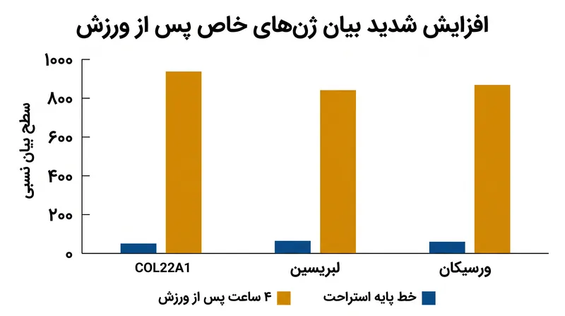 ظرف چهار ساعت پس از یک تمرین شدید، ژن‌های خاصی که مسئول روان‌سازی بافت و تقویت ساختاری هستند، به شدت فعال می‌شوند.