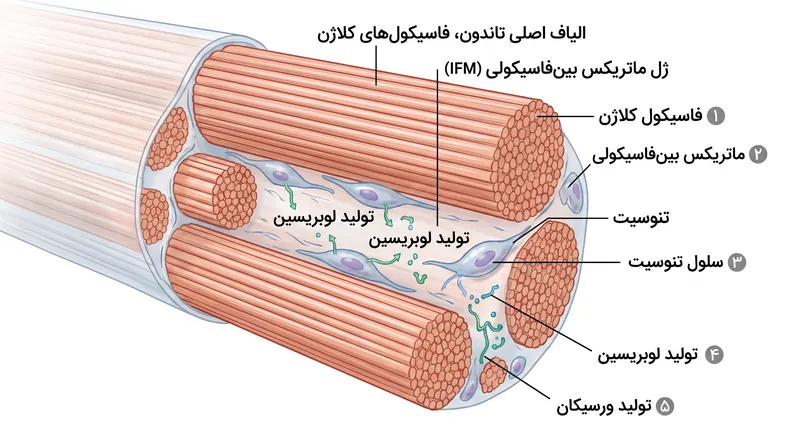 ماتریکس بین‌فاسیکولی پروتئین‌های روان‌کننده‌ای تولید می‌کند که به الیاف تاندون اجازه می‌دهد به نرمی از کنار یکدیگر سُر بخورند.