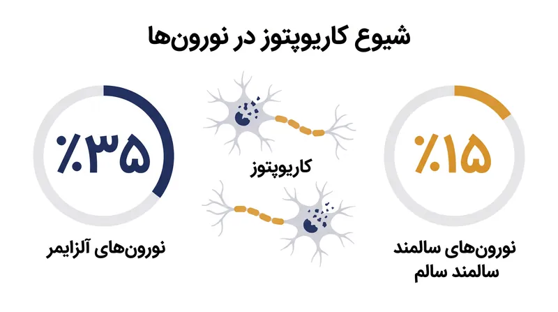 کاریوپتوز در قشر پیشانی بیماران آلزایمر در مقایسه با افراد سالم، به طور قابل توجهی شایع‌تر است.