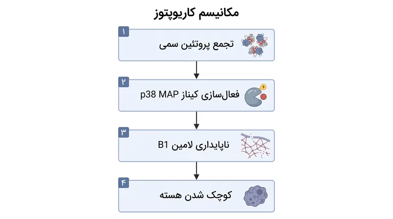 آبشار شیمیایی که باعث کاریوپتوز شده و در نهایت منجر به تخریب هسته سلول می‌شود.
