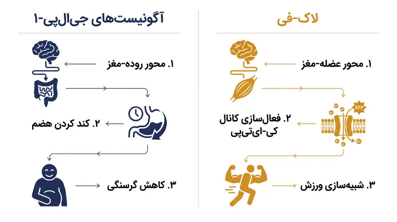 در حالی که داروهای موجود روده را هدف قرار می‌دهند، لاک-فِی مستقیماً مراکز گرسنگی مغز را از طریق یک مسیر عضلانی هدف قرار می‌دهد.