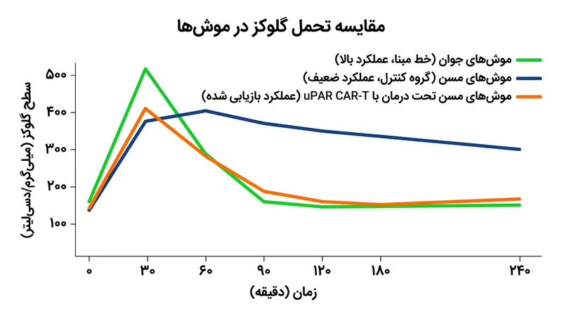 موش‌های مسن تحت درمان با سلول‌های CAR-T، عملکرد متابولیکی تقریباً مشابه موش‌های بسیار جوان‌تر نشان دادند.
