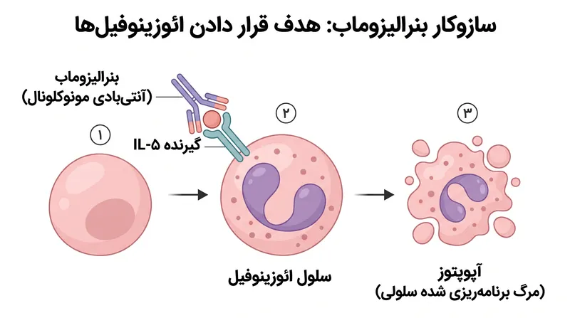 بنرالیزوماب به عنوان یک سیگنال هدف‌گیری عمل می‌کند و به سلول‌های کشنده طبیعی بدن علامت می‌دهد تا گلبول‌های سفید خاصی را که باعث التهاب مجاری تنفسی می‌شوند، از بین ببرند.