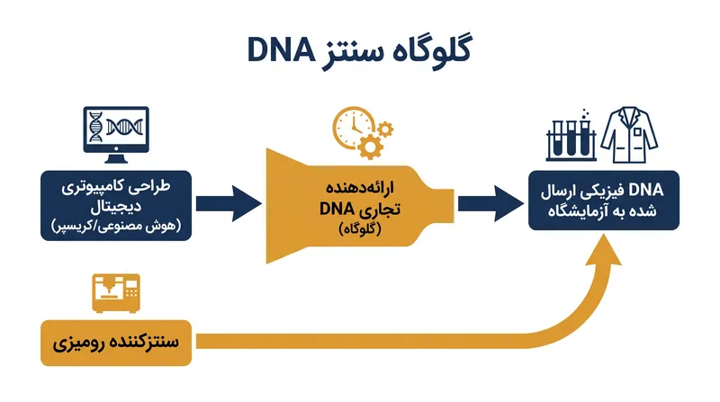 ارائه‌دهندگان تجاری سنتز DNA به عنوان دروازه‌بانان اصلی بین طرح‌های بیولوژیکی دیجیتال و مواد ژنتیکی فیزیکی عمل می‌کنند.