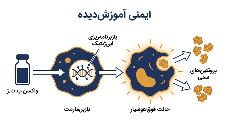 واکسن ب.ث.ژ چگونه با بازبرنامه‌ریزی اپی‌ژنتیک سلول‌های ایمنی ذاتی، «ایمنی آموزش‌دیده» را ایجاد می‌کند.