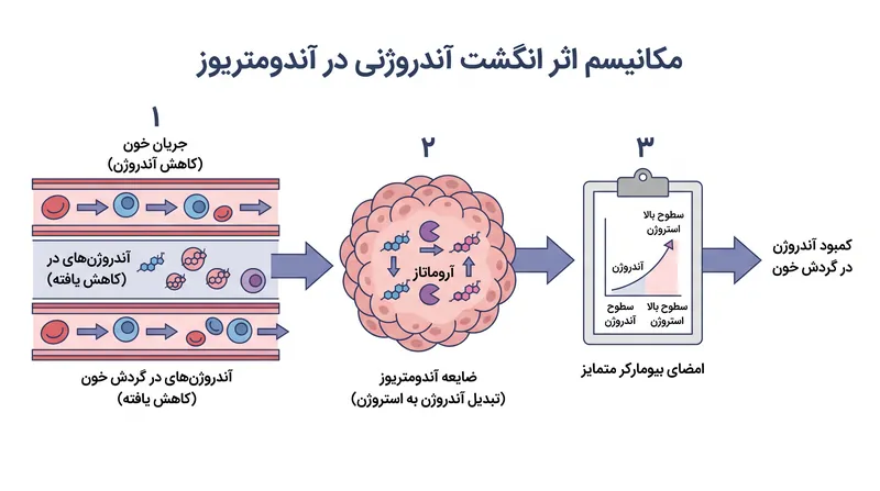 ضایعات آندومتریوز برای تقویت رشد خود، آندروژن‌های در گردش را مصرف می‌کنند و کمبود قابل اندازه‌گیری در خون ایجاد می‌کنند.