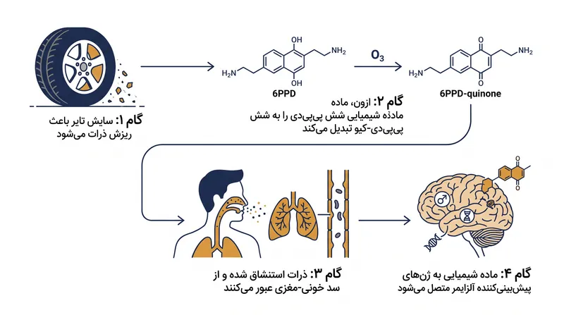 مسیر زیست‌محیطی و بیولوژیکی شش پی‌پی‌دی-کینون.