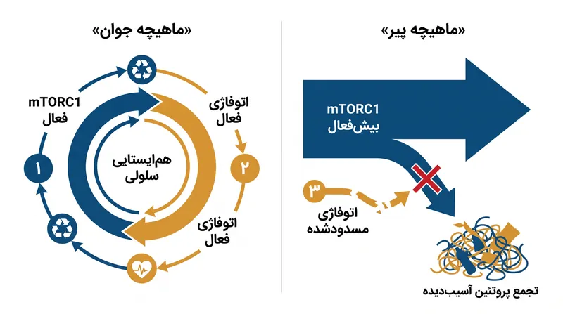 در عضلات پیر، مسیر mTORC1 به طور مزمن بیش‌فعال می‌شود و فرآیند پاکسازی سلولی معروف به اتوفاژی را متوقف می‌کند.