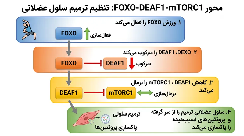 چگونه ورزش کلید مولکولی را برای معکوس کردن پیری عضلات فعال می‌کند.