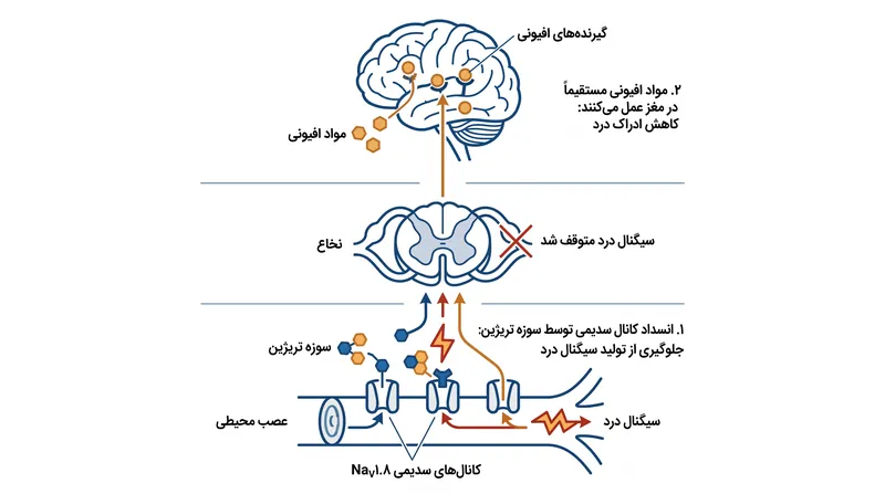 برخلاف مواد افیونی، سوزه تریژین سیگنال‌های درد را در سیستم عصبی محیطی، قبل از رسیدن به مغز، مسدود می‌کند.