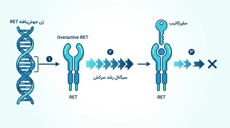 نحوه عملکرد: رتوومو به عنوان یک کلید مولکولی عمل می‌کند که در پروتئین معیوب RET جای می‌گیرد و سیگنال رشد سرکش را متوقف می‌کند.