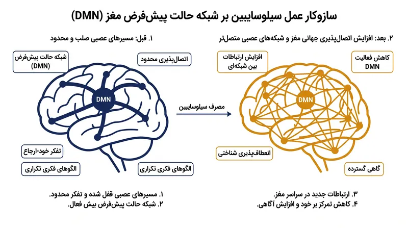 سیلوسایبین موقتاً شبکه حالت پیش‌فرض را مختل می‌کند و امکان افزایش اتصال‌پذیری جهانی مغز و انعطاف‌پذیری عصبی را فراهم می‌سازد.