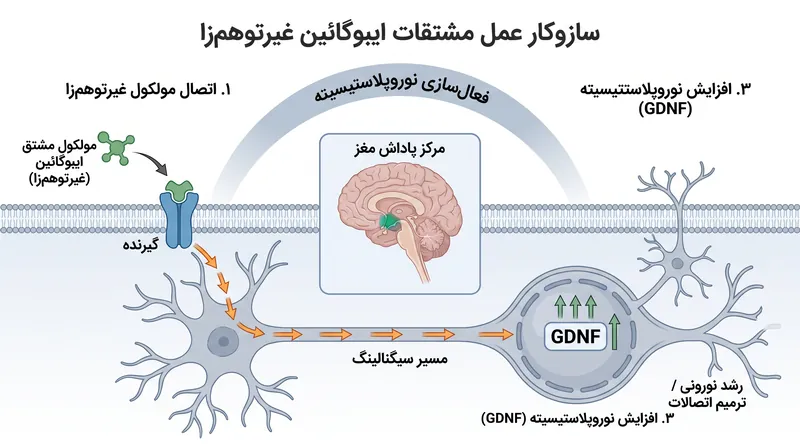برخلاف داروهای نگهدارنده سنتی، مشتق جدید با هدف افزایش GDNF، مدار پاداش مغز را بازآرایی می‌کند.