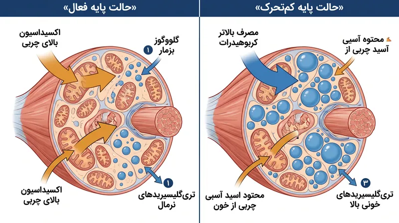 حالت پایه کم‌تحرک، ترجیح سوخت ماهیچه را تغییر می‌دهد و باعث می‌شود هنگام فعالیت، کربوهیدرات بیشتری و چربی کمتری بسوزاند.