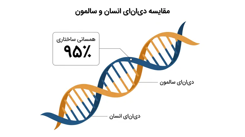 دی‌ان‌ای ماهی سالمون شباهت ساختاری بسیار بالایی با دی‌ان‌ای انسان دارد و این امر آن را بسیار زیست‌سازگار می‌سازد.