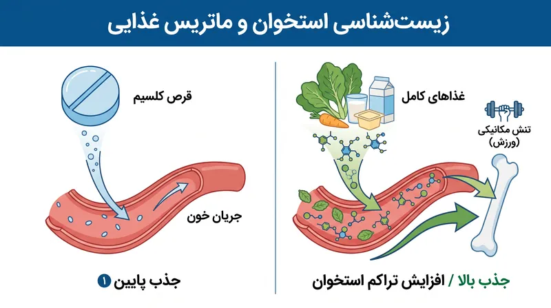استخوان‌ها برای استفاده مؤثر از کلسیم به تنش مکانیکی ناشی از ورزش نیاز دارند و مواد مغذی اغلب از غذاهای کامل بهتر از قرص‌های مجزا جذب می‌شوند.