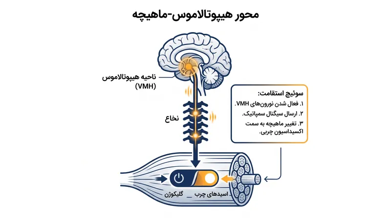 نحوه تأثیر هیپوتالاموس ونترومدیال (VMH) مغز بر اولویت سوخت متابولیک در ماهیچه اسکلتی.