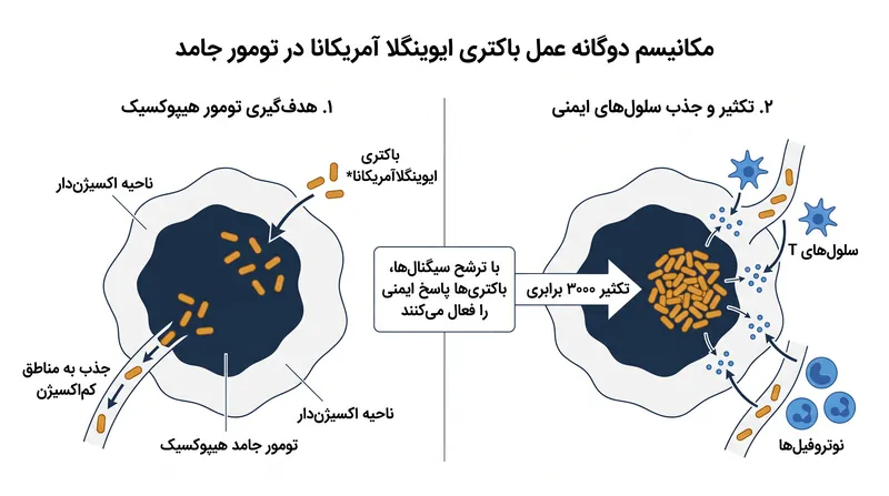 باکتری از طریق تخریب مستقیم سلولی و جذب گسترده سیستم ایمنی به سرطان حمله می‌کند.