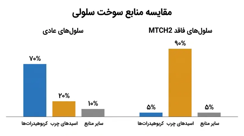 سلول‌های فاقد پروتئین میچ (MTCH2) برای تأمین سوخت خود تقریباً منحصراً به اسیدهای چرب متکی می‌شوند.