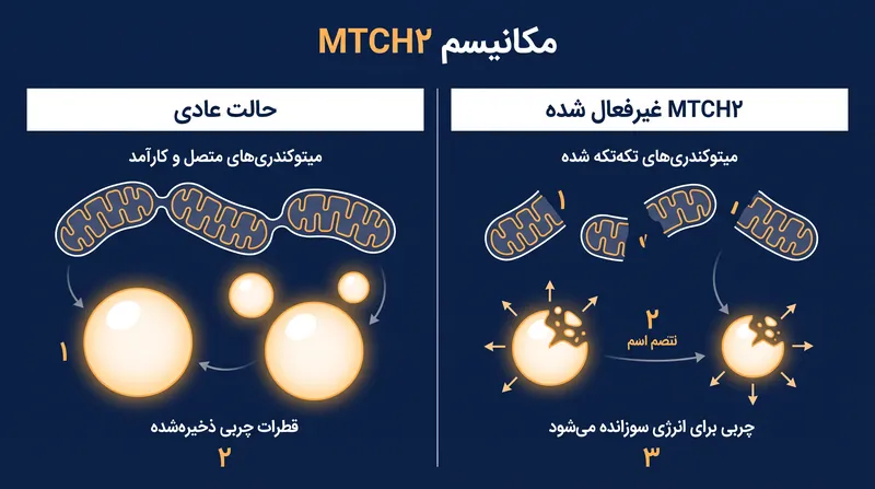 چگونه غیرفعال کردن پروتئین میچ باعث تکه‌تکه شدن میتوکندری و تحریک مصرف چربی می‌شود.