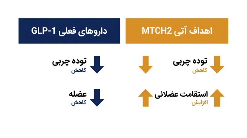 هدف نهایی تحقیقات MTCH2، تفکیک کاهش چربی از کاهش عضله است.