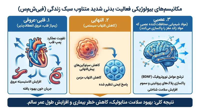 چگونه فوران‌های کوتاه شدت، سازگاری‌های بیولوژیکی سیستمی را تحریک می‌کنند.