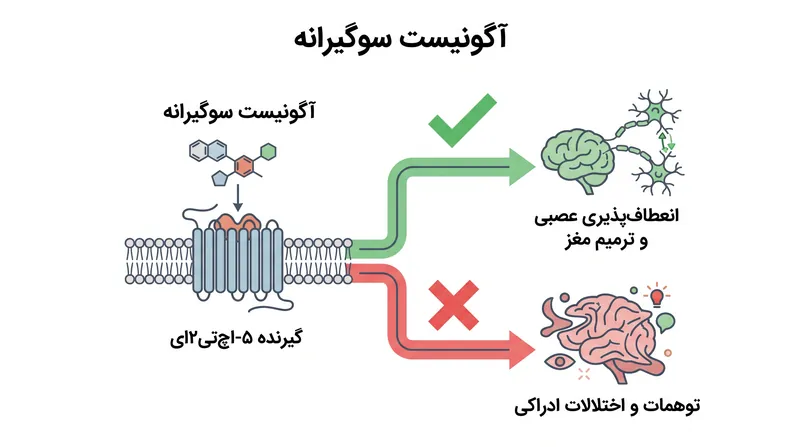 آگونیست‌های سوگیرانه مسیرهای سلولی ترمیم مغز را فعال می‌کنند، در حالی که از مسیرهایی که باعث اختلالات ادراکی (توهم) می‌شوند، اجتناب می‌ورزند.