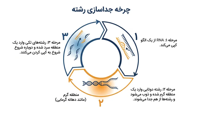 تغییرات سریع بین آب گرم و سرد به رشته‌های RNA اجازه می‌دهد تا جدا شده و چرخه تکثیر را ادامه دهند.