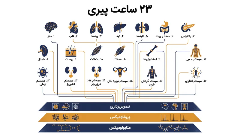 محققان با استفاده از یادگیری ماشینی، ۲۳ ساعت پیری بیولوژیکی متمایز را در ۱۷ سیستم اندام ساختند.